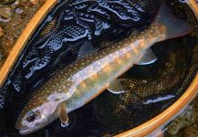 Fly-fishing Photo of White Spotted Char shared by KOZO TAKAHASHI | Fly dreamers 