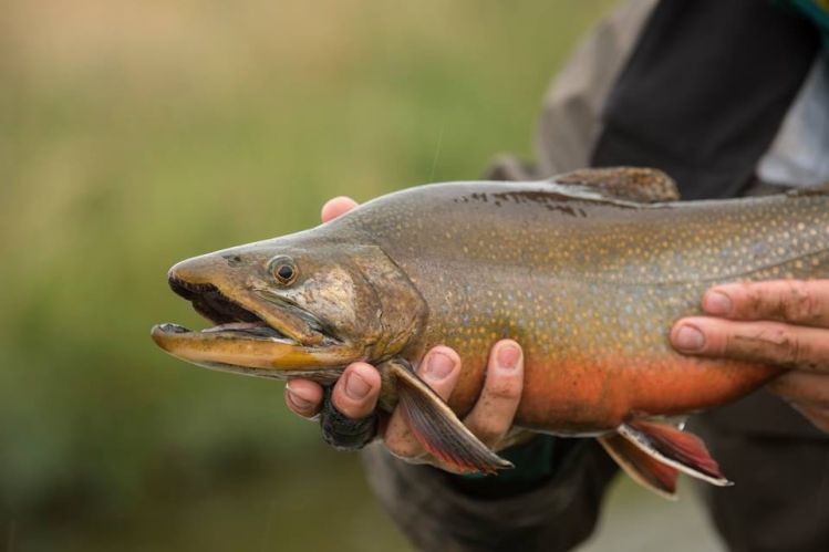 Humpy and colorful brook trout from the Route! 