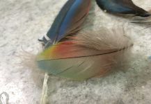Papagayo's feathers 