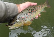 Fly-fishing Photo of Brown trout shared by Ivan Randjelovic | Fly dreamers 