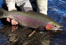 AITUE PESCA CON MOSCA /CONSERVACION PATAGONIA 's Fly-fishing Photo of a Rainbow trout | Fly dreamers 
