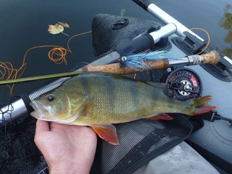 Nice big perch on the fly
