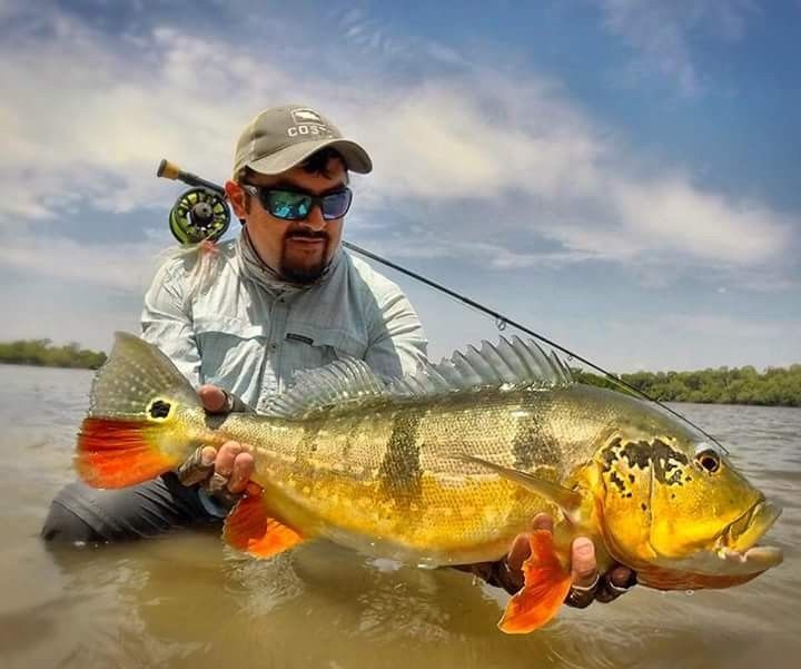 Tucunare Rio Vichada  Colombia, una gran especie, explosiva, poderosa para la pesca con mosca.