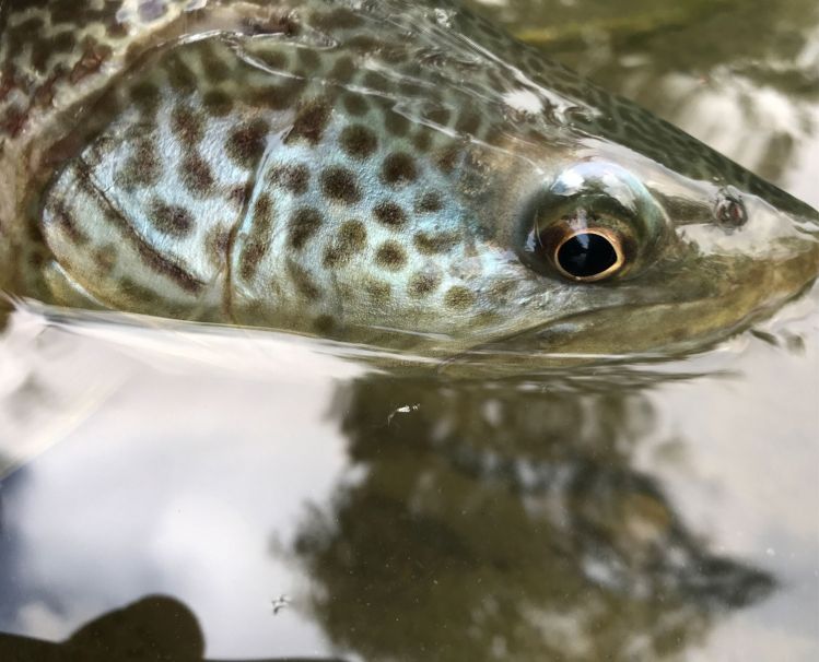 Through eyes of marble trout