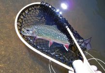 Fly-fishing Image of eastern brook trout shared by David Rodriguez | Fly dreamers