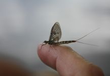 Mattias Burkhard 's Fly-fishing Entomology Photo | Fly dreamers 