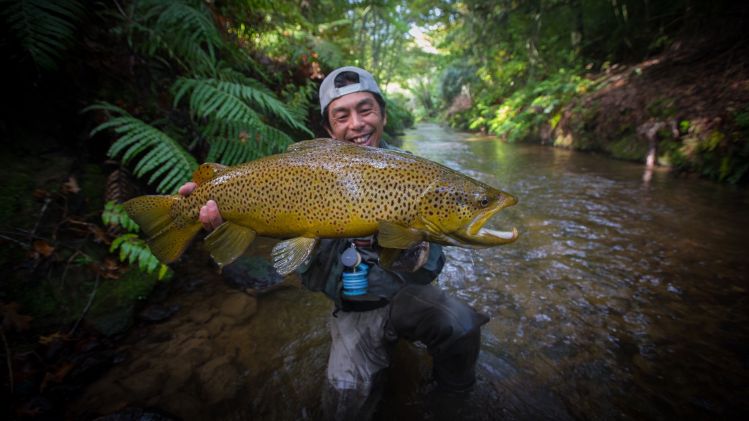 12lb Brown trout  North Island. New Zealand 