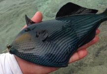 Travis Ota 's Fly-fishing Pic of a Triggerfish | Fly dreamers 