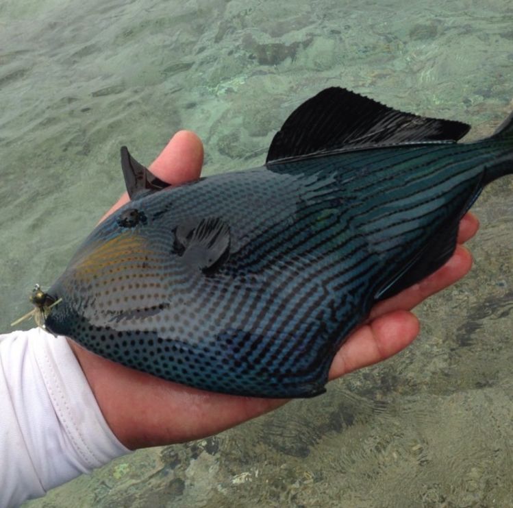  one of the more common of the Triggerfish in Hawaii.
The Black Trigger rarely takes an artificial bait or fly.