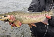 Targeting Big Alaskan Rainbows  