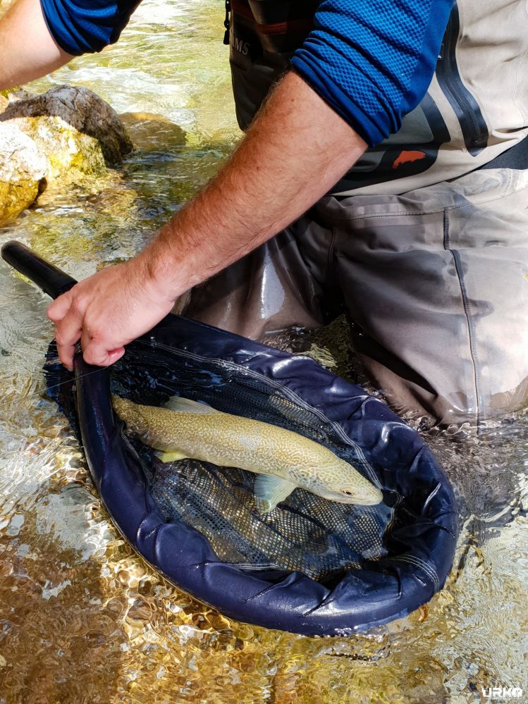 Marble trout in the net ... #keepemwet guys! 