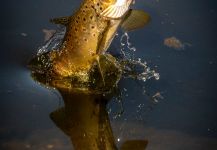 Peter Broomhall 's Fly-fishing Picture of a brown trout | Fly dreamers 