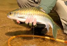 Mahseer