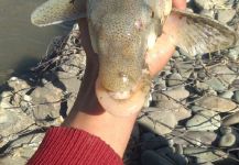 Fish found in kargil ladkh