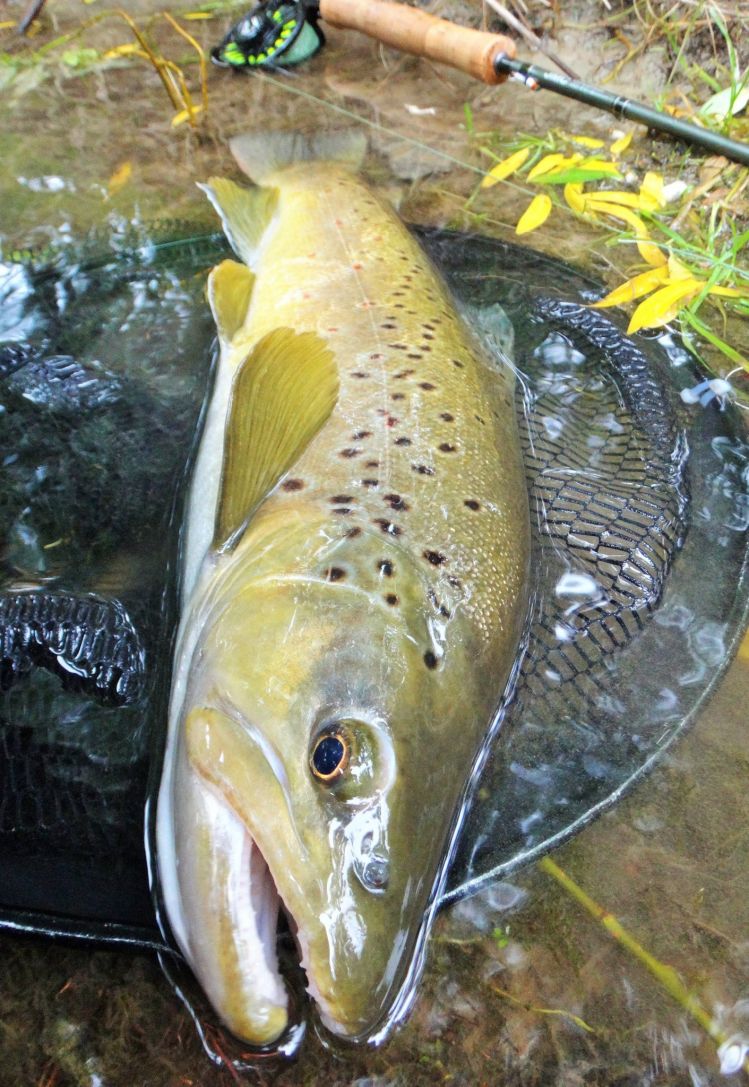 "Small" trout from NZ :)