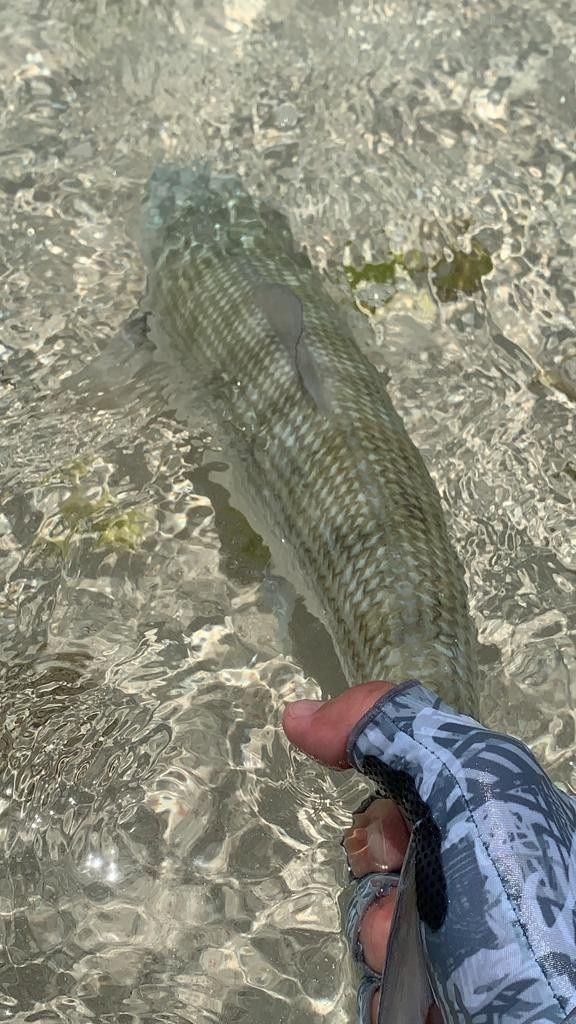 A submarine of a Barbados bonefish. 