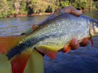 Fly fishing picture