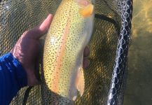 Brandon Hill 's Fly-fishing Image of a Rainbow trout | Fly dreamers 