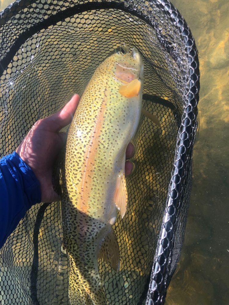San Juan River rainbow trout. New Mexico,USA
