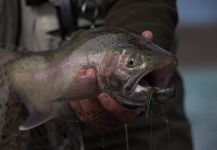  Trucha arcoiris – Gran Situación de Pesca con Mosca – Por SUR OUTFITTERS