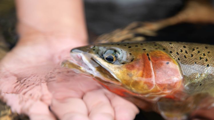 Gorgeous westlope cutthroat caught on my trip to the St. Joe River in Idaho.  Check out this video of our trip if you are interested: <a href="https://youtu.be/FrybL1_rCNg">https://youtu.be/FrybL1_rCNg</a>
