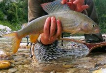 Flyfishingodec Slovenia 's Fly-fishing Pic of a Lady of the stream | Fly dreamers 