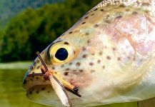 Matapiojo  Lodge 's Fly-fishing Pic of a Rainbow trout | Fly dreamers 
