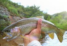 Néstor Zapana 's Fly-fishing Catch of a Rainbow trout | Fly dreamers 