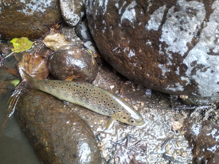 Nice little Brown trout