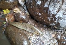 Fly-fishing Image of Brown trout shared by Mihalis Mihalis | Fly dreamers