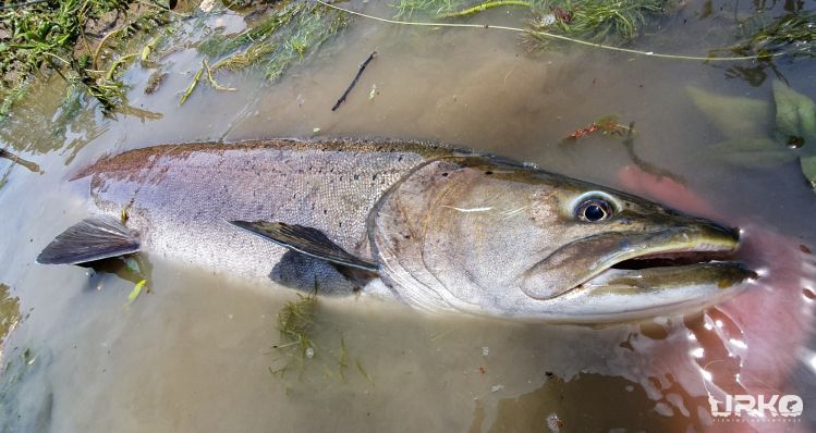 Hey, guess what? #huchofever is here!!! 
In just one week, we're starting with the pursuit of a majestic king of the stream, hucho hucho (Danube salmon)! 