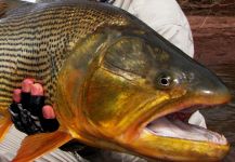 Pablo Gustavo Castro 's Fly-fishing Catch of a Golden Dorado | Fly dreamers 