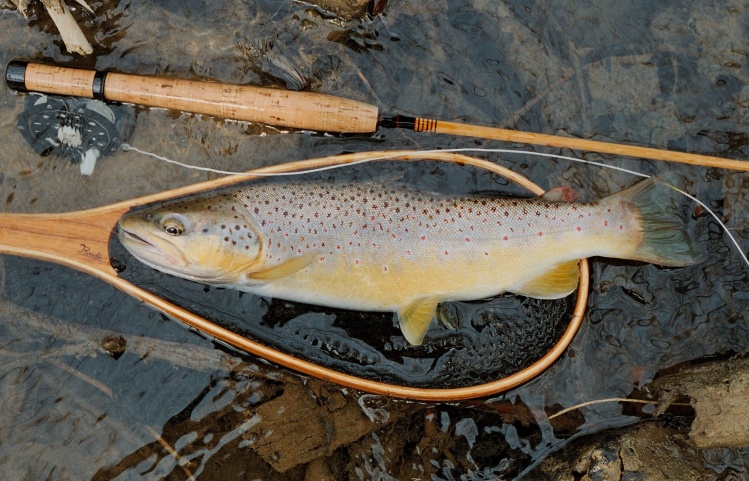 Wild brown trout on classic cane.