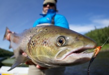 Fly-fishing Picture of Atlantic salmon shared by Tom Hradecky | Fly dreamers