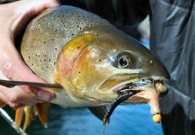 Scott Smith 's Fly-fishing Catch of a Fine Spotted Cutthroat | Fly dreamers 