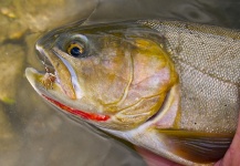 Scott Smith 's Fly-fishing Picture of a Fine Spotted Cutthroat | Fly dreamers 