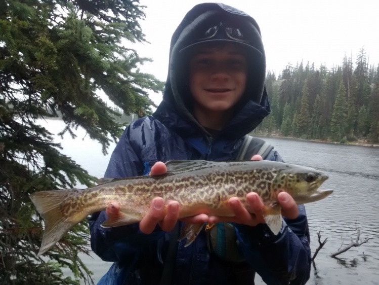 My best tiger at about 17" from a high Uinta Mountain lake.