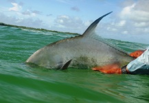Fly-fishing Photo of Permit shared by Jean Baptiste Vidal | Fly dreamers 