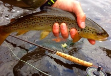 Fly-fishing Picture of Brown trout shared by Nate Fritts | Fly dreamers