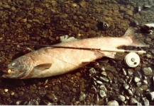 Bill Fowler 's Fly-fishing Photo of a King salmon | Fly dreamers 