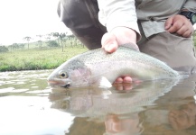 Rogerio "JAMANTA" Batista 's Fly-fishing Photo of a Rainbow trout | Fly dreamers 