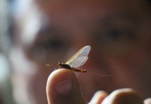 Rogerio "JAMANTA" Batista 's Fly-fishing Entomology Photo | Fly dreamers 