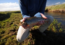 Fly-fishing Photo of Tiger Trout shared by William Bateman | Fly dreamers 