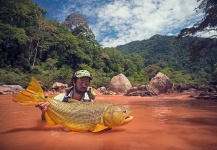 Fly-fishing Pic of Golden Dorado shared by Damien Brouste | Fly dreamers 