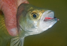 Sam Godfrey 's Fly-fishing Pic of a White Bass | Fly dreamers 