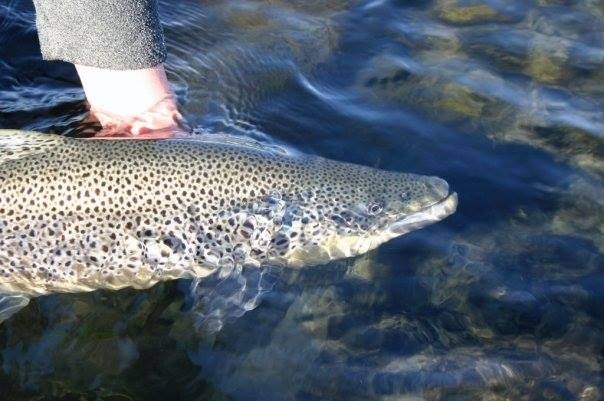 Brown Trout West Ranga River in Iceland