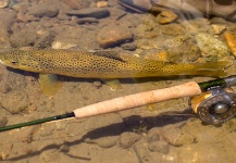 Guadita Y Walterio 's Fly-fishing Catch of a Brown trout | Fly dreamers 