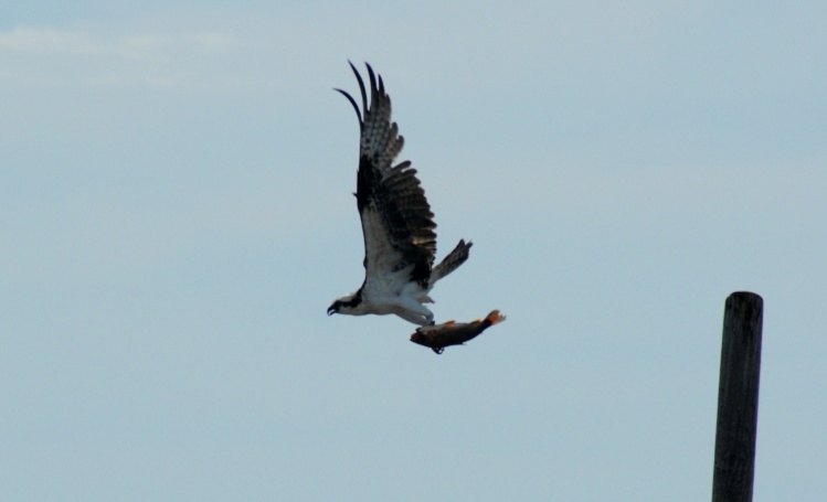 Aguila pescadora con un sábalo recién cazado.