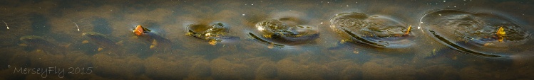 Rising trout sequence... Put together some shots of a Mersey brown taking a long horn caddis from the film...