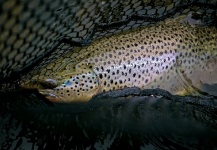 John Arnold 's Fly-fishing Photo of a Brown trout | Fly dreamers 
